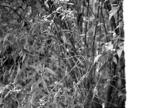 undergrowth