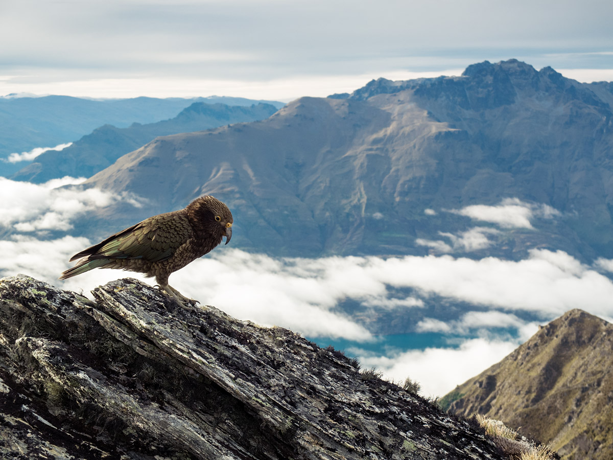 Kea, Ben Lomond summit