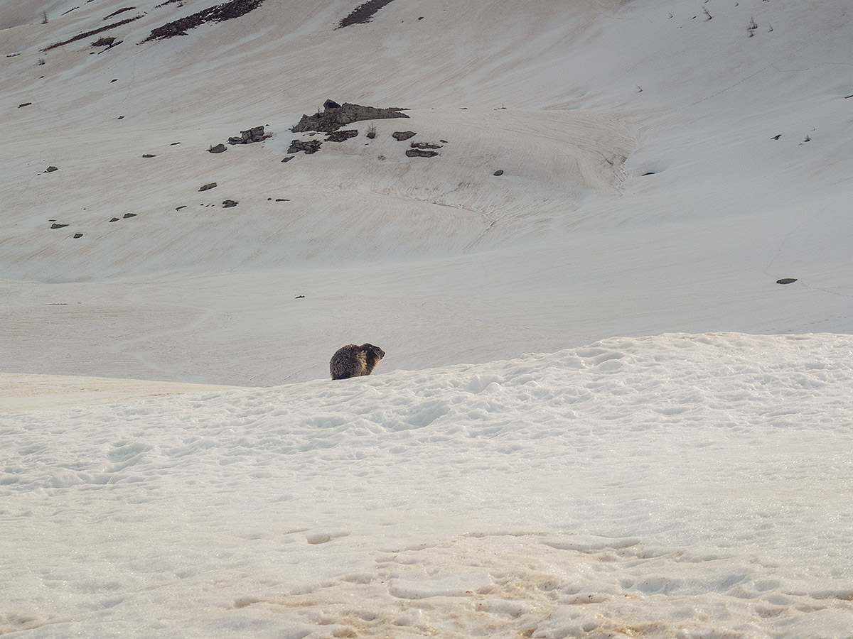 Marmot