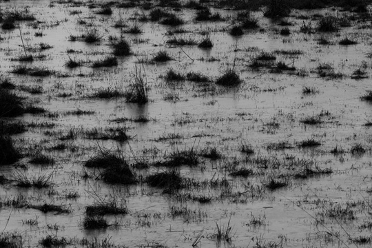ice and grass