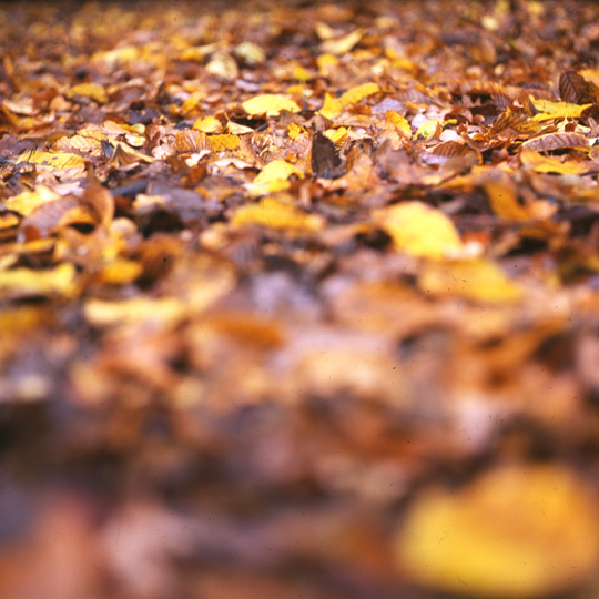 leaffall
