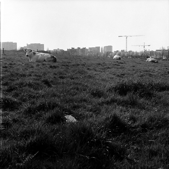 pasture