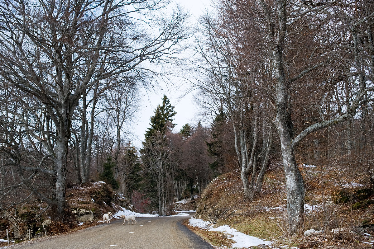 The road, Mont Salève