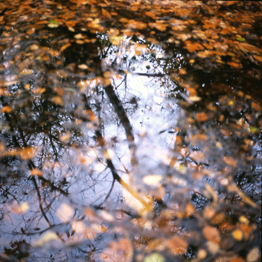 waterlillies